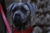 IPSI - Triola Cane Corso
